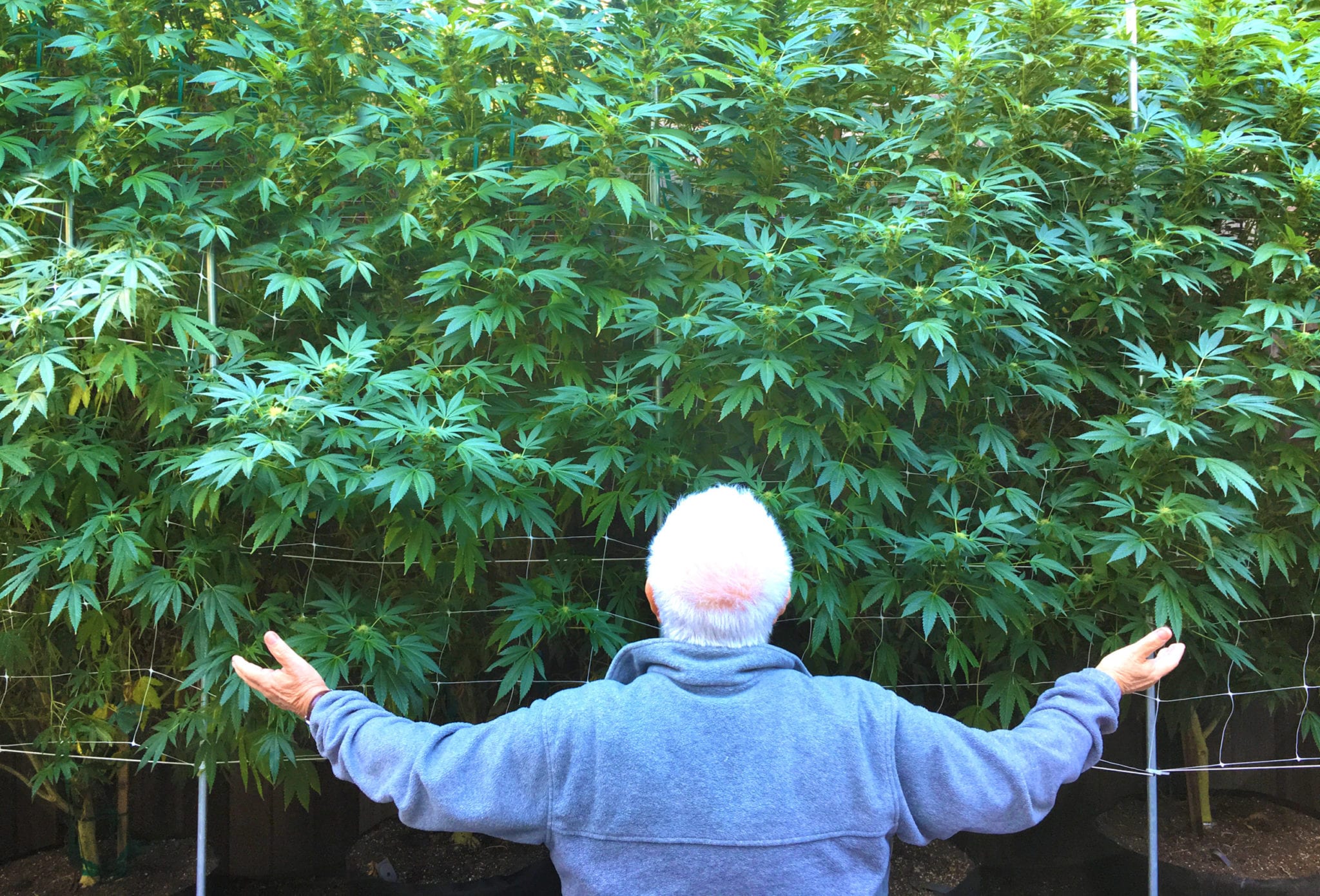 Canadian producers storing way more weed than they're selling: Health Canada