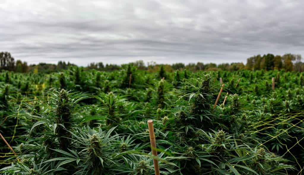 Aleafia Health makes $7.1 million selling Canada's cheapest weed