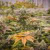 Harvest deal to test Trulieve's industry-leading profits