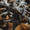 Optimi makes history with gargantuan psilocybin harvest