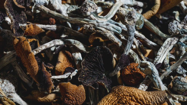 Optimi makes history with gargantuan psilocybin harvest