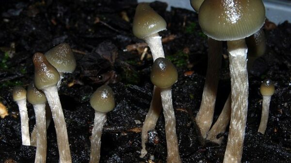Alberta pioneers psychedelic therapy regulations in Canada