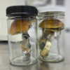 NIH invests $1.5M in psychedelics research for substance use disorders