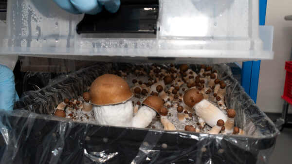 U.S. FDA publishes first draft guidance document for clinical trials involving psychedelics