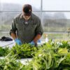 Cannabis sales spike by 21% in Canada's most populated province