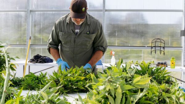 Cannabis sales spike by 21% in Canada's most populated province