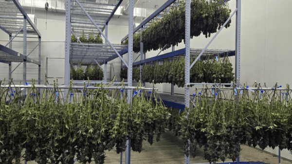 Grown Rogue kicks off New Jersey sales after getting cultivation facility up and running
